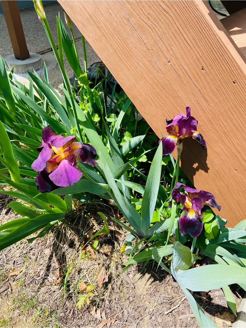 4 Iris Flower Root Bulbs Purple and Yellow
